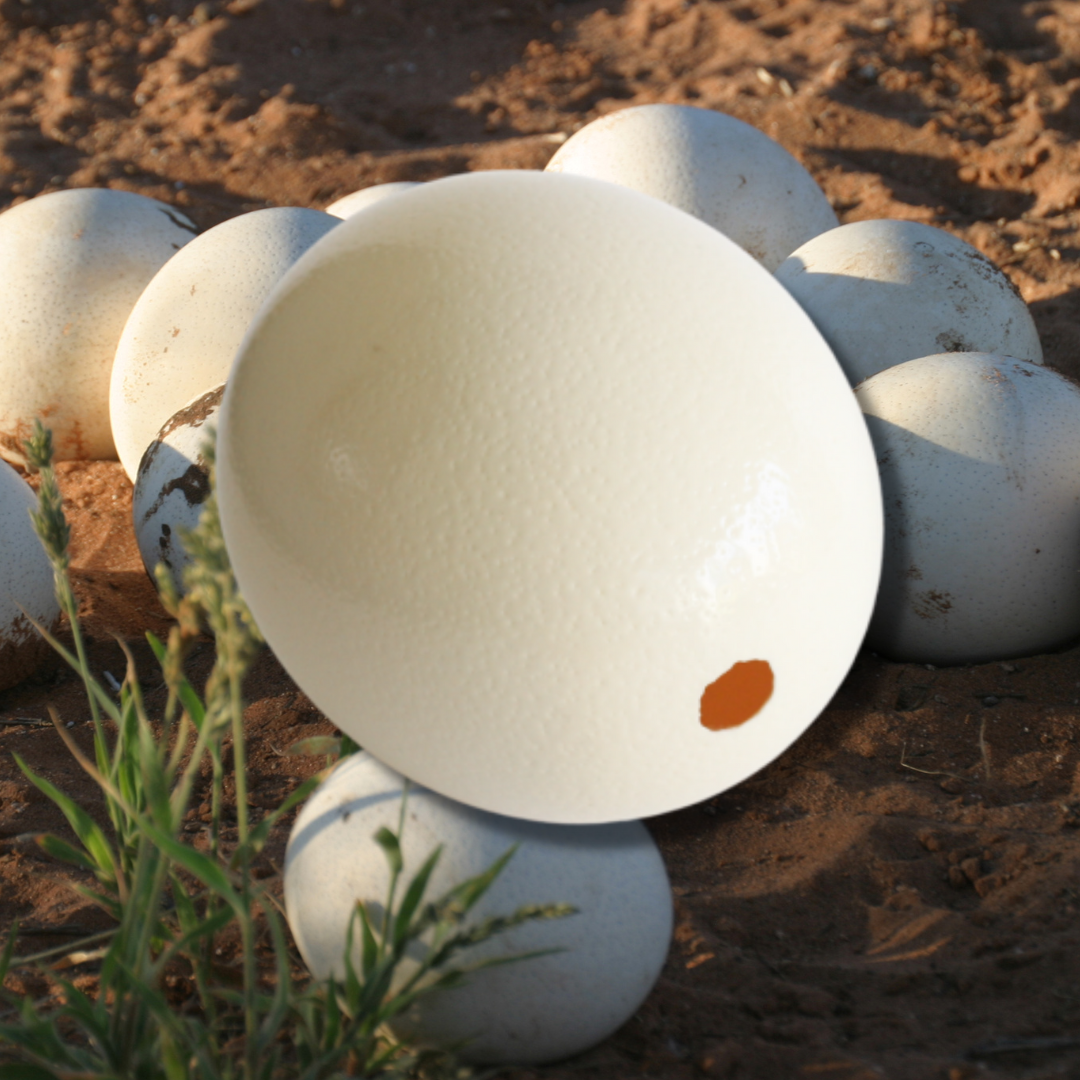 Langkloof Volstruis Doppe/ Ostrich Eggshell