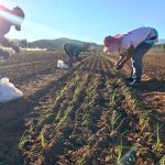 It’s Spring Onion Planting Time!